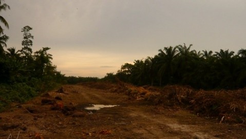Freshly cleared land for oil palm on the village borders.